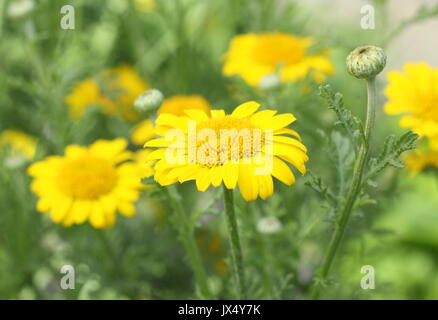 Golden Marguerite Daisy (anthemis tinctoria) 'kelwayi" varietà, fioritura in un soleggiato giardino confine Foto Stock