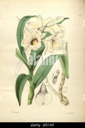 173 un secondo secolo di piante orchidacee (8361594658) Foto Stock