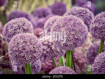 Un gruppo di cipolla ornamentali alium le teste dei fiori Foto Stock