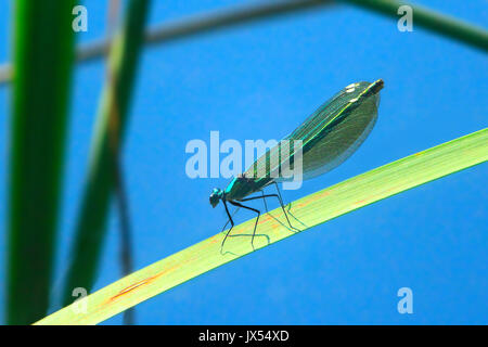 Libellula blu siede sulla foglia verde sopra l'acqua Foto Stock