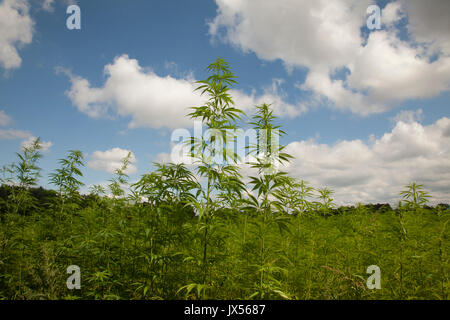 Un campo di piante di canapa è visto nella Repubblica ceca il 11 di agosto 2017. La marijuana medica, campo di cannabis. Foto Stock