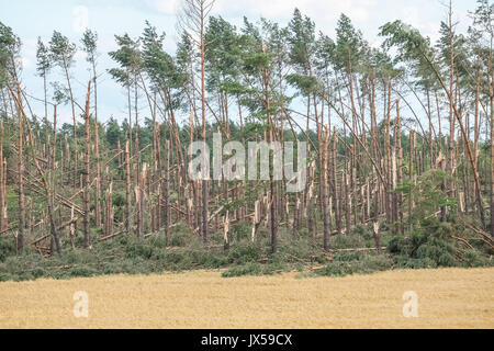Nakla, Polonia. 14 Ago, 2017. Gli alberi caduti nella foresta sono visibili nei pressi del villaggio di Nakla, Polonia settentrionale il 14 agosto 2017 tempeste che venerdì 11 agosto, notte e sabato mattina roughie spazzato il paese ha ucciso 6 persone e danneggiato migliaia di case. Trenta mila ettari di foresta sono stati distrutti. Credito: Michal Fludra/Alamy Live News Foto Stock