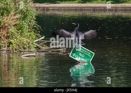 Northampton, Regno Unito Abington Park, meteo, 15 agosto 2017, un cormorano. Phalacrocurax cabo (Phalacrocoracidae) essiccare le sue ali al sole dopo la pesca nel lago, arroccato sulla cima di un nessun segno di pesca. Credito: Keith J Smith./Alamy Live Foto Stock