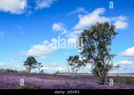 Bella viola heather in piena fioritura attraverso canock chase, Staffordshire, Regno Unito Foto Stock