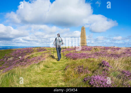 Escursionista sul modo di Cleveland vicino a Captain Cook monumento su Easby Moor, North York Moors National Park, England, Regno Unito Foto Stock