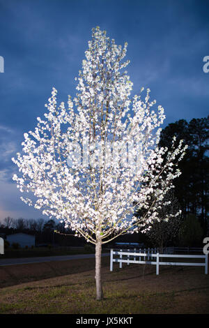 Pear Tree ricoperto di fiori bianchi poco prima di notte Foto Stock