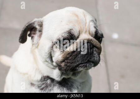 Mops cane Foto Stock