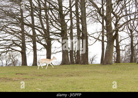 Un daino in esecuzione in un prato di Knole park Foto Stock