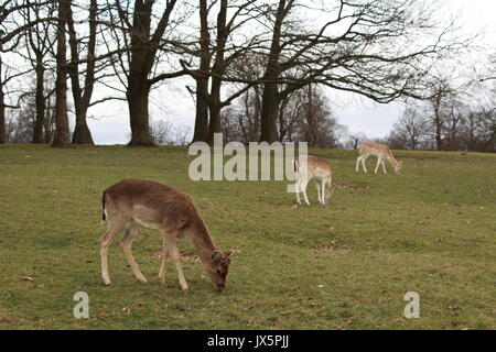 Un allevamento di daini pascolano in un prato di Knole Park Foto Stock