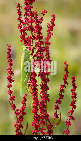 Grande macchia verde cricket Tettigonia viridissima la più grande della British cavallette e grilli su sorrel fiori Cadbury Camp in Somerset REGNO UNITO Foto Stock