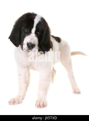 Cucciolo landseer davanti a uno sfondo bianco Foto Stock