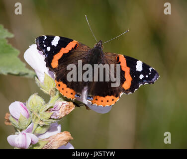 Red admiral butterfly Vanessa Atalanta imago alimentazione su marsh mallow fiori Althaea officinalis sul terreno paludoso sulla Penisola di Gower di South Wales UK Foto Stock