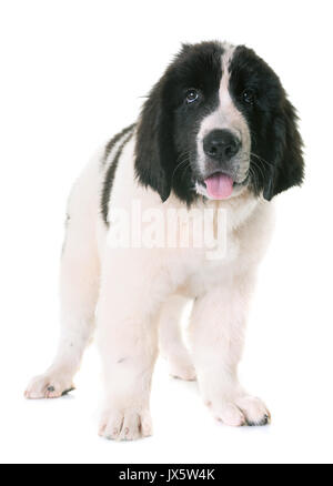 Cucciolo landseer davanti a uno sfondo bianco Foto Stock