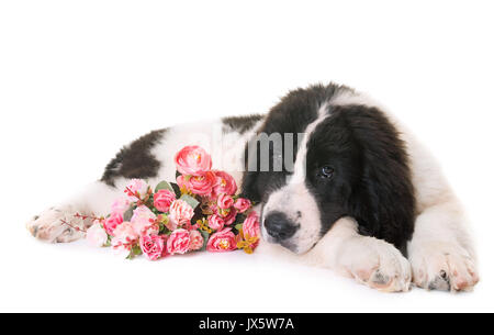 Cucciolo landseer davanti a uno sfondo bianco Foto Stock