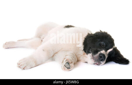 Cucciolo landseer davanti a uno sfondo bianco Foto Stock