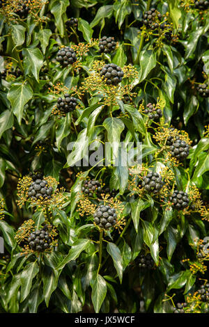 Nero a teste di seme e giallo boccioli di fiori di edera Hedera helix gorwing su una parete in Warwickshire, Regno Unito Foto Stock