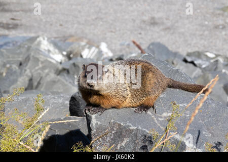 Marmotta animale bagni di sole su di una roccia in estate Foto Stock