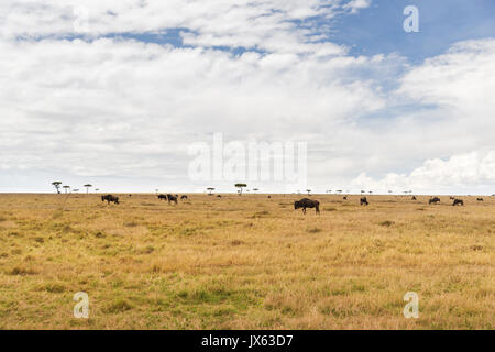 Wildebeests pascolando nella savana in africa Foto Stock