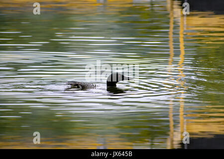 Loon comune nuotare nel lago. Foto Stock