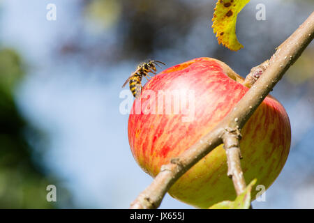 Foto Stock