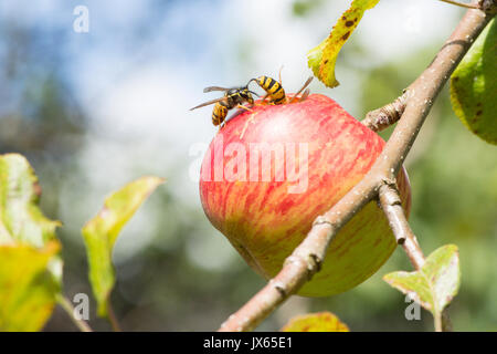 Due comuni vespe, Vespula vulgaris, mangiare il foro nel mangiare apple, Sussex, Regno Unito. Agosto Foto Stock