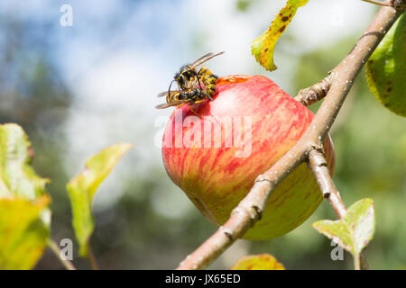 Wasp comune, Vespula vulgaris, combattendo sopra un foro che stanno mangiando in uno squisito, Sussex, Regno Unito. Agosto Foto Stock