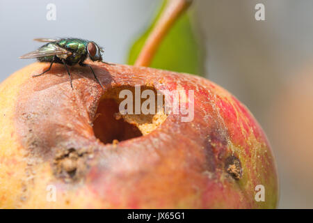 Volare accanto al foro nel marciume mangiare apple ancora sulla struttura ad albero. Sussex, Regno Unito. Agosto Foto Stock