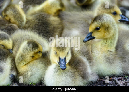 Goslings, Oche del Canada, Branta canadensis, Burnaby Lago, Burnaby, British Columbia, Canada Foto Stock