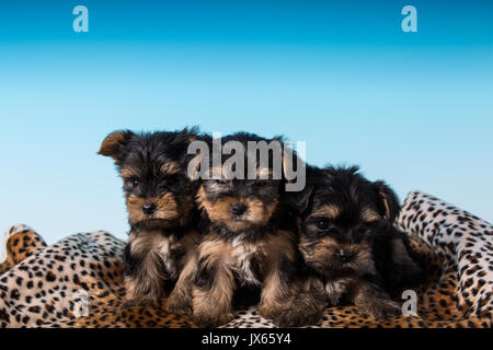 Tre Yorkshire Terrier cuccioli, talvolta chiamato tazzina Yorkies, in una impostazione di studio Foto Stock