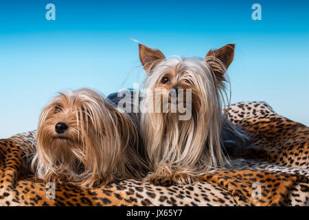 Maschio e femmina adulti tazzina Yorkshire Terrier cani in una impostazione di studio. La femmina pesa 2,5 libbre e il maschio di 4 libbre. Foto Stock