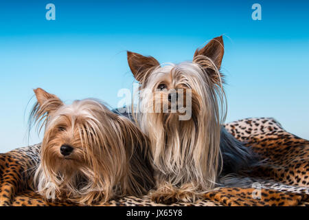 Maschio e femmina adulti tazzina Yorkshire Terrier cani in una impostazione di studio. La femmina pesa 2,5 libbre e il maschio di 4 libbre. Foto Stock