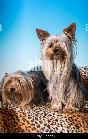 Maschio e femmina adulti tazzina Yorkshire Terrier cani in una impostazione di studio. La femmina pesa 2,5 libbre e il maschio di 4 libbre. Foto Stock