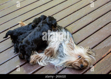 Tre tazzina Yorkshire Terrier cuccioli nursing su un ponte di legno in Issaquah, Washington, Stati Uniti d'America Foto Stock