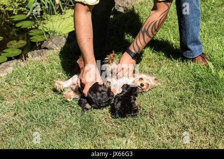 L'uomo aiutando i suoi tre tazzina Yorkshire Terrier cuccioli di infermiere dalla loro mamma fuori in Issaquah, Washington, Stati Uniti d'America Foto Stock