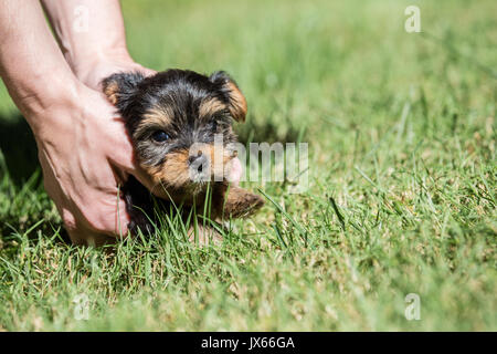 Uomo che assiste il suo grazioso, piccolo Yorkshire Terrier cucciolo che sta vivendo il suo primo viaggio al di fuori su un prato in Issaquah, Washington, Stati Uniti d'America Foto Stock