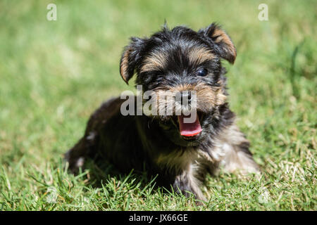 Carino piccolo Yorkshire Terrier cucciolo vivendo il suo primo viaggio al di fuori su un prato in Issaquah, Washington, Stati Uniti d'America Foto Stock