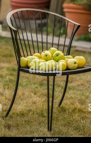 Appena havested Golden Delicious su un prato sedia di garofano, Washington, Stati Uniti d'America Foto Stock
