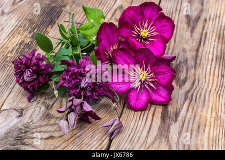 La clematide di diversi colori. Foto Studio Foto Stock