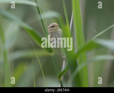 Chiffchaff in un letto di reed, Powys,2017 Foto Stock