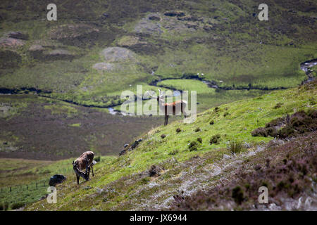 Punto di vista Suidhe, altopiani, Scozia Foto Stock