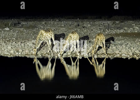 Tre le giraffe Namibiano, giraffa camelopardalis angolensis, in corrispondenza di una illuminata artificialmente waterhole in Namibia settentrionale dopo il tramonto. La sua riflessione è visib Foto Stock