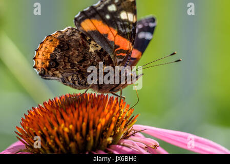 Farfalla di atterraggio su un viola coneflower in estate Foto Stock