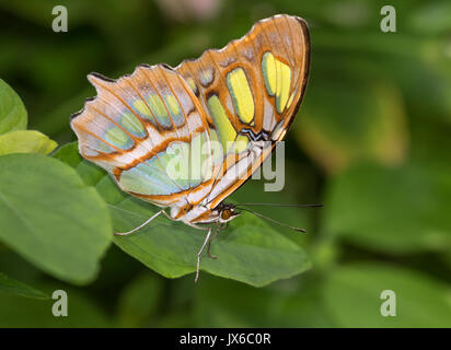Siproeta stelenes (malachite) è una spazzola neotropical-footed butterfly (Famiglia Nymphalidae) Foto Stock