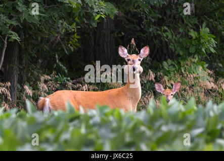 Doe di white-tailed deer con capretta al campo di soia rubare i fagioli di soia e guardando come criceto con la sua bocca piena Foto Stock