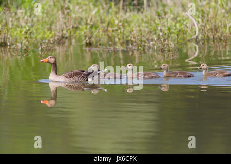 Grigio naturale di oche (Anser anser) famiglia con quattro uccellini prole Foto Stock