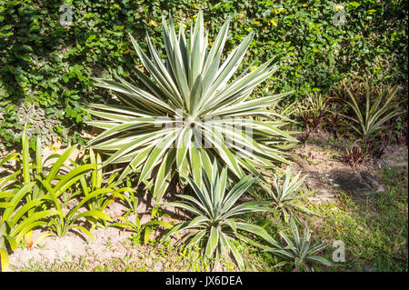 Yucca flacida impianto in giardino (Agavaceae) Foto Stock