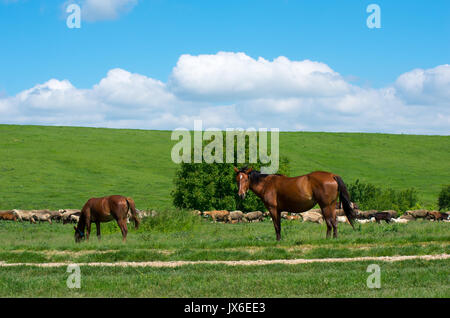 Cavalli, pecore e capre al pascolo. Foto Stock