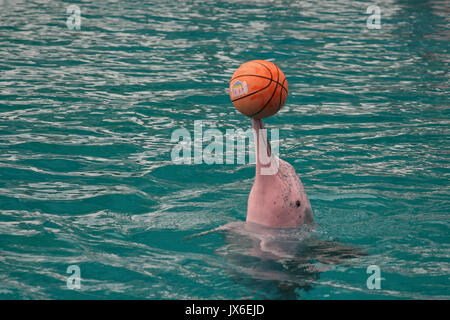 Delfino Rosa, Sentosa, Singapor Foto Stock