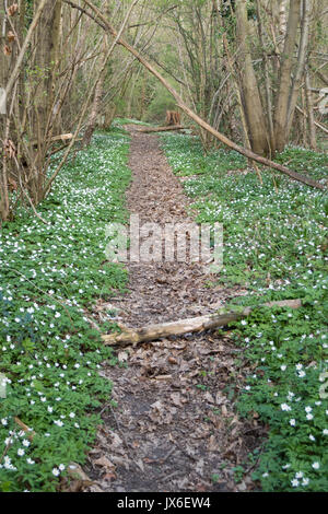 Anemoni di legno moquette bosco inglese in primavera Foto Stock