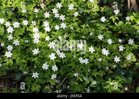 Anemoni di legno moquette bosco inglese in primavera Foto Stock